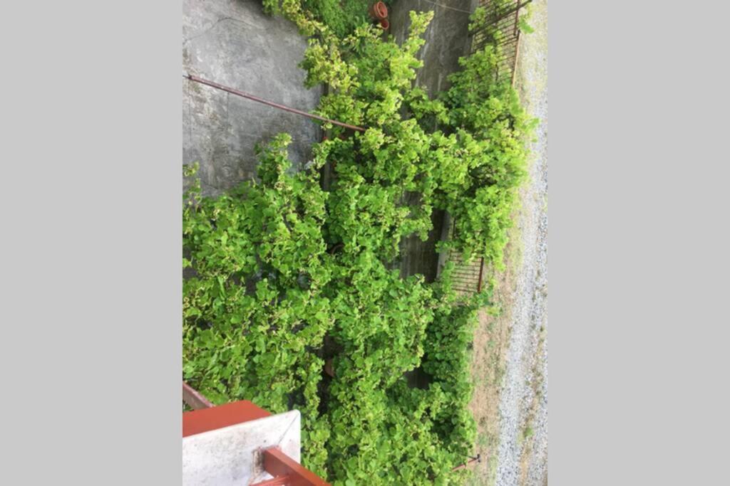 Eva Apartments Palioura エクステリア 写真